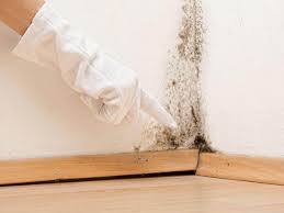 Best Mold Documentation for Insurance Claims  in Montour Falls, NY